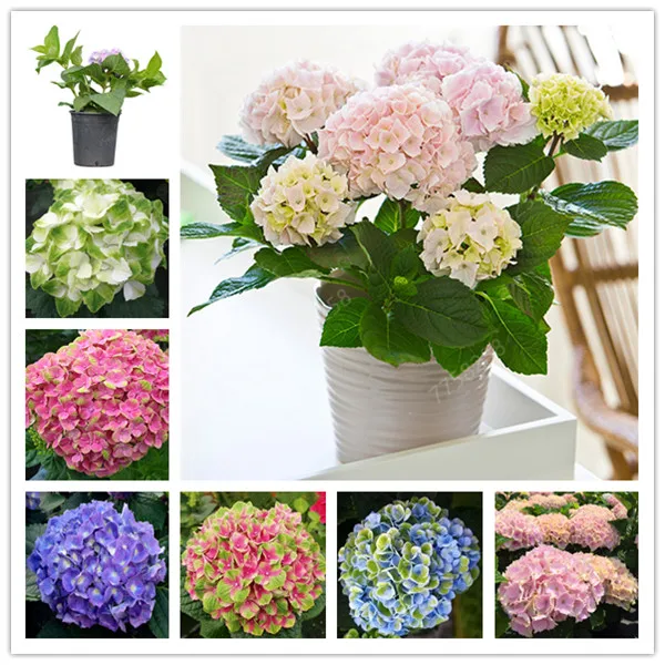 50 Pcs Bonsai Multiple Color Choice Hydrangea Bonsai Perennial Flower Plant Hydrangea Balcony Ornamental Garden Decoration Plant
50 Pcs Bonsai Multiple Color Choice Hydrangea Bonsai Perennial Flower Plant Hydrangea Balcony Ornamental Garden Decoration Plant