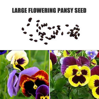 

50Pcs Semillas Bonsai Pansy Large Flower Plant Sementes Home Garden Decoration Supplies сад и огород семена для посадки растений