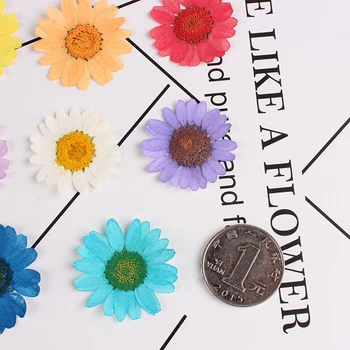 Pressed flower dried flower white chrysanthemum embossing hand-glued DIY material mobile phone case time gem 50pcs/bag
Pressed flower dried flower white chrysanthemum embossing hand-glued DIY material mobile phone case time gem 50pcs/bag