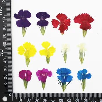 Dianthus Flower Plant Specimen Teaching DIY Manual Epoxy Dried Flowers Mobile Shell Shell Fragrant Card Bookmarks
Dianthus Flower Plant Specimen Teaching DIY Manual Epoxy Dried Flowers Mobile Shell Shell Fragrant Card Bookmarks