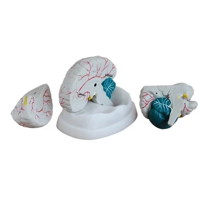Brain teaching demonstration model Brain anatomical model 18.5*14*13.5cm free shipping
Brain teaching demonstration model Brain anatomical model 18.5*14*13.5cm free shipping