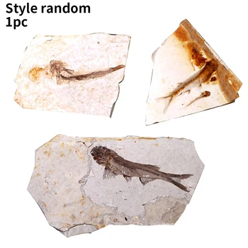 Art Decor Crack Free Mineral Lycoptera Plate Home Portable Stone Specimen Kids Gadget Teaching Materials Ornament Fish Printing
Art Decor Crack Free Mineral Lycoptera Plate Home Portable Stone Specimen Kids Gadget Teaching Materials Ornament Fish Printing