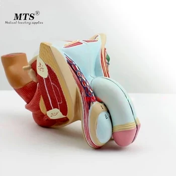 Medical Human Male Reproductive Organ Structure Model Genitourinary System Medical Gift Urology Testicle Medical Training
Medical Human Male Reproductive Organ Structure Model Genitourinary System Medical Gift Urology Testicle Medical Training
