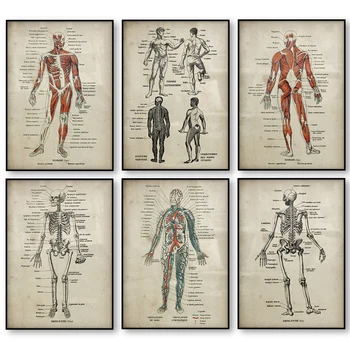 Anatomy Print Poster Set Medical Skeleton Human Body Muscle Vintage Poster Science Education Wall Art Picture Home Decoration
Anatomy Print Poster Set Medical Skeleton Human Body Muscle Vintage Poster Science Education Wall Art Picture Home Decoration