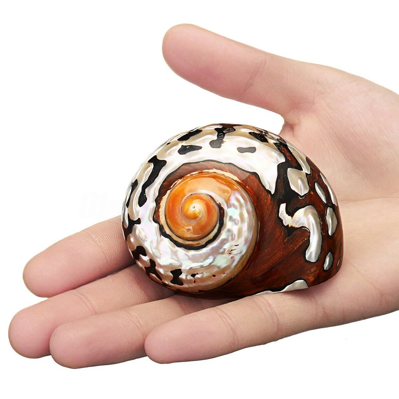 6-9.5Cm Natural African Turban Sea Shell Coral Conch Snail Home Fish Tank Decor 1Pcs
6-9.5Cm Natural African Turban Sea Shell Coral Conch Snail Home Fish Tank Decor 1Pcs