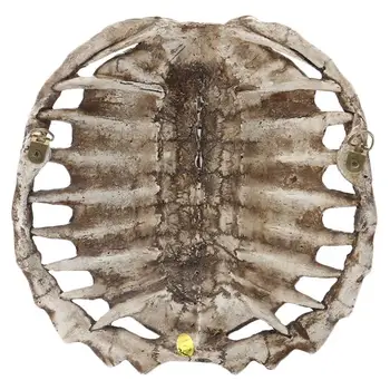1pc Wall Hanging Resin Crafts Retro Oracle Turtle Shell Pendant Home Bar Decor
1pc Wall Hanging Resin Crafts Retro Oracle Turtle Shell Pendant Home Bar Decor