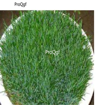 Ngryise 6000pcs Lolium perenne 
Ngryise 6000pcs Lolium perenne