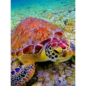 5D Diamond Painting Full Drill Embroidery Crafts Kits Wall Art Decor Sea Turtle
5D Diamond Painting Full Drill Embroidery Crafts Kits Wall Art Decor Sea Turtle