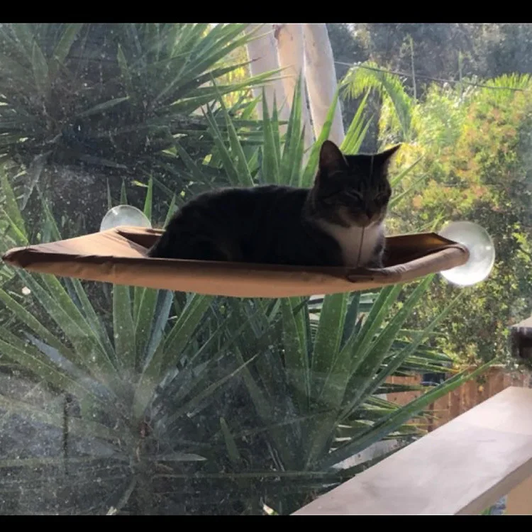 Explosions t pet cat sucker hammock pet nest cat bed cat hammock cat bed cat hammock banana bed
Explosions t pet cat sucker hammock pet nest cat bed cat hammock cat bed cat hammock banana bed