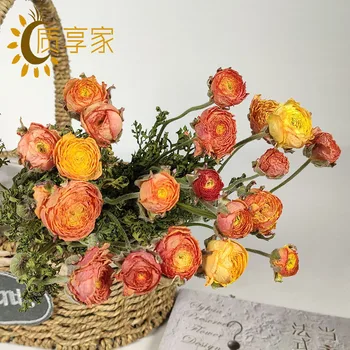 Factory Direct Foreign Peony Dried Flower Bouquet Ins Northern European Dried Flower Wholesale Dried Flower Living Room 
Factory Direct Foreign Peony Dried Flower Bouquet Ins Northern European Dried Flower Wholesale Dried Flower Living Room