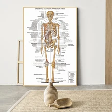 Human Anatomy Artwork Medical Wall Picture Muscle Skeleton Vintage Poster Nordic Canvas Print Education Painting Modern Decor
Human Anatomy Artwork Medical Wall Picture Muscle Skeleton Vintage Poster Nordic Canvas Print Education Painting Modern Decor