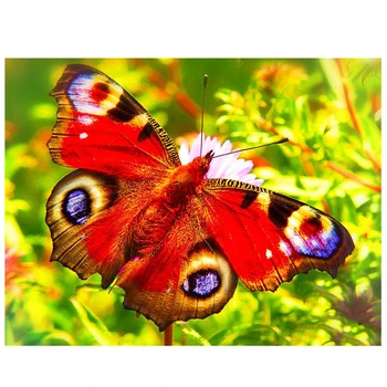 Paint By Number Butterfly Animal Diamond Embroidery Cross Stitch 5d Diy Diamond Painting Full Square Round Diamond MosaicZP-3826 
Paint By Number Butterfly Animal Diamond Embroidery Cross Stitch 5d Diy Diamond Painting Full Square Round Diamond MosaicZP-3826