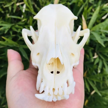 1:1 Pure Natural Animal Skull Model Dog Wolf Teaching Skeleton Model Fish Tank Aquarium Ornament Halloween Home Decor Craft 
1:1 Pure Natural Animal Skull Model Dog Wolf Teaching Skeleton Model Fish Tank Aquarium Ornament Halloween Home Decor Craft