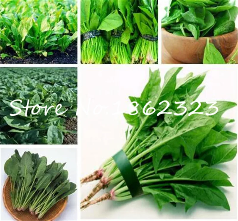 

500 pcs Water Spinach Vegetable Bonsai Kangkong,Chinese Spinach or Watercress Time limit promotion Spinach bonsai Organic green