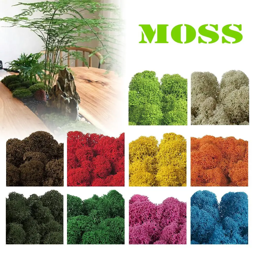 Simulation Moss Stable Moss Vegetable Painting Diorama Christmas Nativity Scene Ideal Shooting Props For Styling
Simulation Moss Stable Moss Vegetable Painting Diorama Christmas Nativity Scene Ideal Shooting Props For Styling