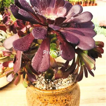 Ngryise 1Pcs A Set Aeonium tonghu 
Ngryise 1Pcs A Set Aeonium tonghu