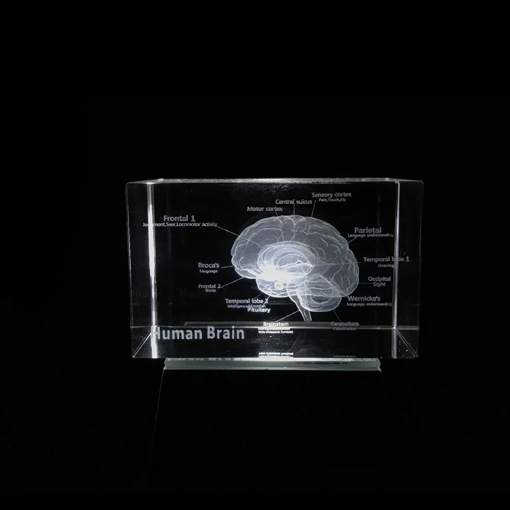 3D Crystal Inside Carving Cube Human Brain Anatomical Model White Light For Medical Education Art Sketch Medical Nerve Science
3D Crystal Inside Carving Cube Human Brain Anatomical Model White Light For Medical Education Art Sketch Medical Nerve Science