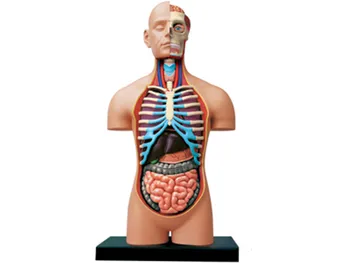

human body 4d master puzzle Assembling toy human body organ anatomical model medical teaching model 1:2.5 Half open