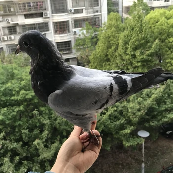 1Pcs Wedding Decoration real Taxidermy Eurasian pigeon Columba specimen Teaching
1Pcs Wedding Decoration real Taxidermy Eurasian pigeon Columba specimen Teaching