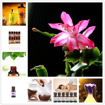 Mimosa Essential Oil for Diffuser Aromatherapy Oil Humidifier 12 Kind 10ML Fragrance Aromatherapy Oil Natural Spa
Mimosa Essential Oil for Diffuser Aromatherapy Oil Humidifier 12 Kind 10ML Fragrance Aromatherapy Oil Natural Spa