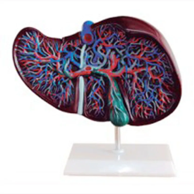 Chinon Life Color Liver Anatomical Model Simulator Medicine Student Medical Science Teaching Sources SupplyBIX-A1048
Chinon Life Color Liver Anatomical Model Simulator Medicine Student Medical Science Teaching Sources SupplyBIX-A1048