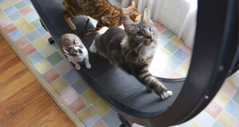 Cat Climbing Wheel Treadmill Cat Climbing Wheel Treadmill