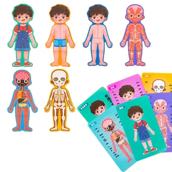 Children Biological Toys Human Body Structure Cognitive Puzzle Wooden Puzzle Toys Safety Education Toys
Children Biological Toys Human Body Structure Cognitive Puzzle Wooden Puzzle Toys Safety Education Toys