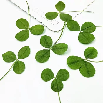 120pcs Pressed Dried Flower Whitetip Clover Plant Herbarium For Jewelry Postcard Invitation Card Phone Case Bookmark DIY 
120pcs Pressed Dried Flower Whitetip Clover Plant Herbarium For Jewelry Postcard Invitation Card Phone Case Bookmark DIY