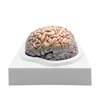 Teaching Medical Props Model Human Brain Model Accurate Brain Anatomy Props For Science Classroom Study Display
Teaching Medical Props Model Human Brain Model Accurate Brain Anatomy Props For Science Classroom Study Display