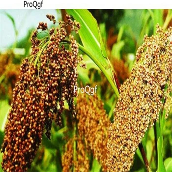 Ngryise 5000pcs Red Sorghum
Ngryise 5000pcs Red Sorghum