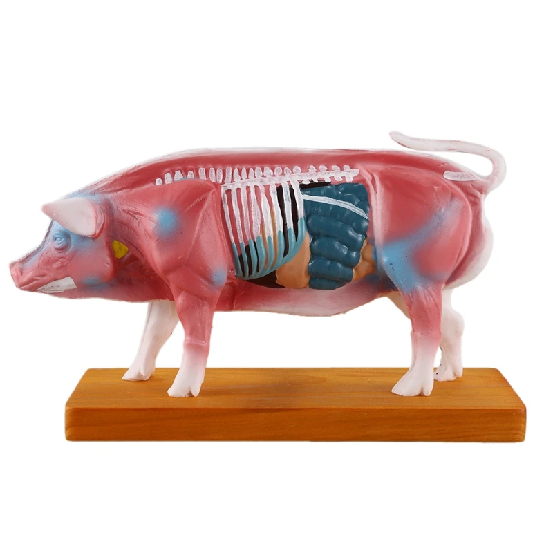 Acupuncture Pig Model Veterinary Acupuncture Animal Anatomy Model Medical Educational Training Aid
Acupuncture Pig Model Veterinary Acupuncture Animal Anatomy Model Medical Educational Training Aid