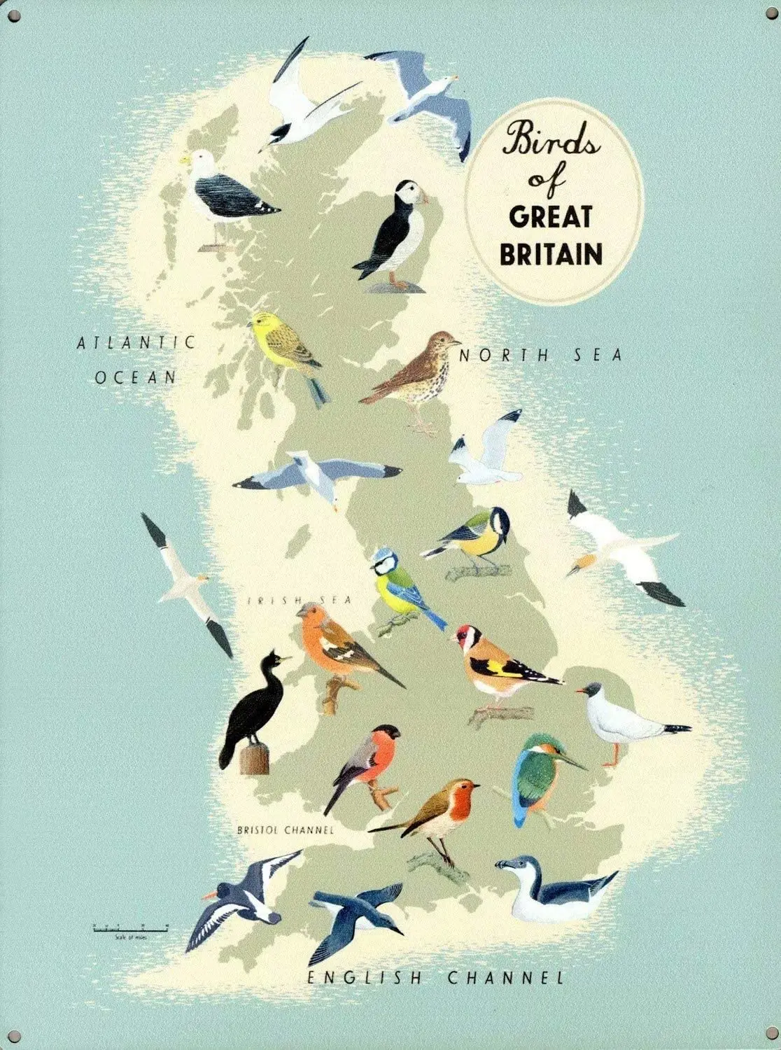 Metal Tin Sign , Birds Of Great Britain Metal Tin Sign , Metal Tin Sign Wall Decoration/Bar,Restaurant, Cafe, Living Room
Metal Tin Sign , Birds Of Great Britain Metal Tin Sign , Metal Tin Sign Wall Decoration/Bar,Restaurant, Cafe, Living Room