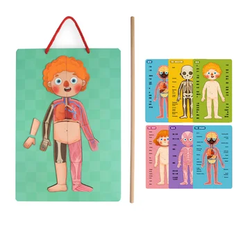1 Set Magnetic Human Body Model Puzzle Toy Magnetic Hanging Board Educational Toy to Learn Body Parts Organs Muscles and Skeleto
1 Set Magnetic Human Body Model Puzzle Toy Magnetic Hanging Board Educational Toy to Learn Body Parts Organs Muscles and Skeleto