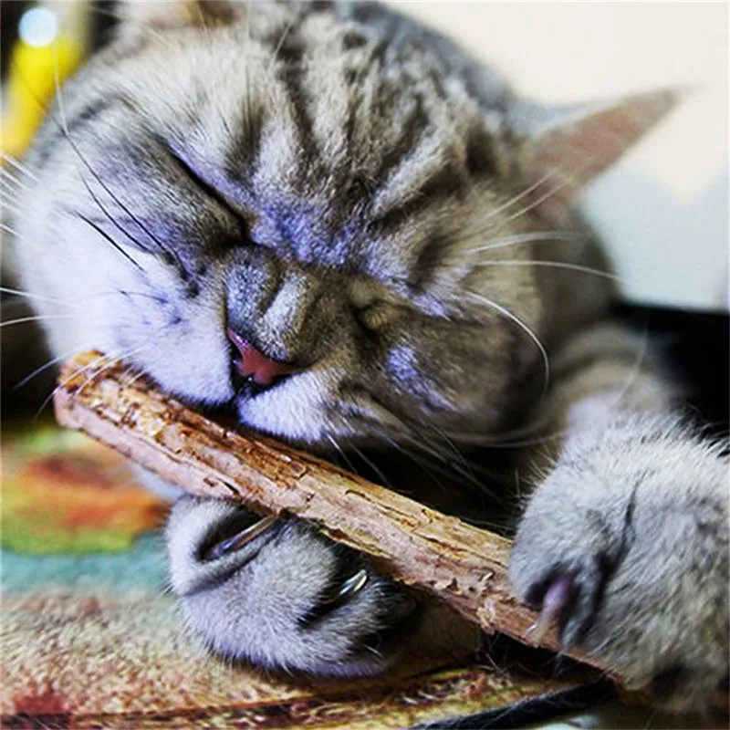 10 pcs Natural Catnip Pet Cat Molar Toothpaste Stick Actinidia Fruit Cat Snacks Sticks Pet Cleaning Teeth New Arrive Hot Sale
10 pcs Natural Catnip Pet Cat Molar Toothpaste Stick Actinidia Fruit Cat Snacks Sticks Pet Cleaning Teeth New Arrive Hot Sale