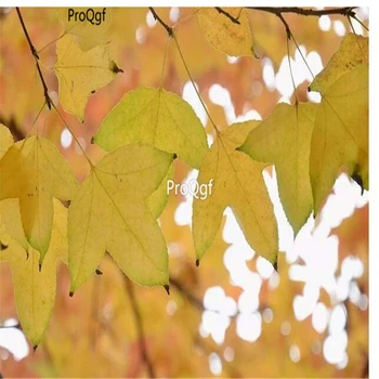 Ngryise 1000Pcs A Set Acer buergerianum
Ngryise 1000Pcs A Set Acer buergerianum