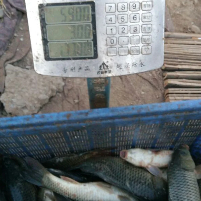 Steal Donkey Bait Carp Fishing Small Black Hole Slippery Mouth Carp Small Greenhouse Naked Carp Box Mirror Carp Adjustable Addit
Steal Donkey Bait Carp Fishing Small Black Hole Slippery Mouth Carp Small Greenhouse Naked Carp Box Mirror Carp Adjustable Addit