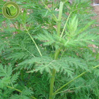 Artemisia Annua Seed Sweet Wormwood Herb Herba Artemisiae Apiaceae Seed Medicinal Herb
Artemisia Annua Seed Sweet Wormwood Herb Herba Artemisiae Apiaceae Seed Medicinal Herb