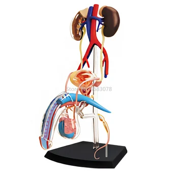 4d Anatomical model of male human reproductive system School Laboratory Medical teaching Education Equipment
4d Anatomical model of male human reproductive system School Laboratory Medical teaching Education Equipment