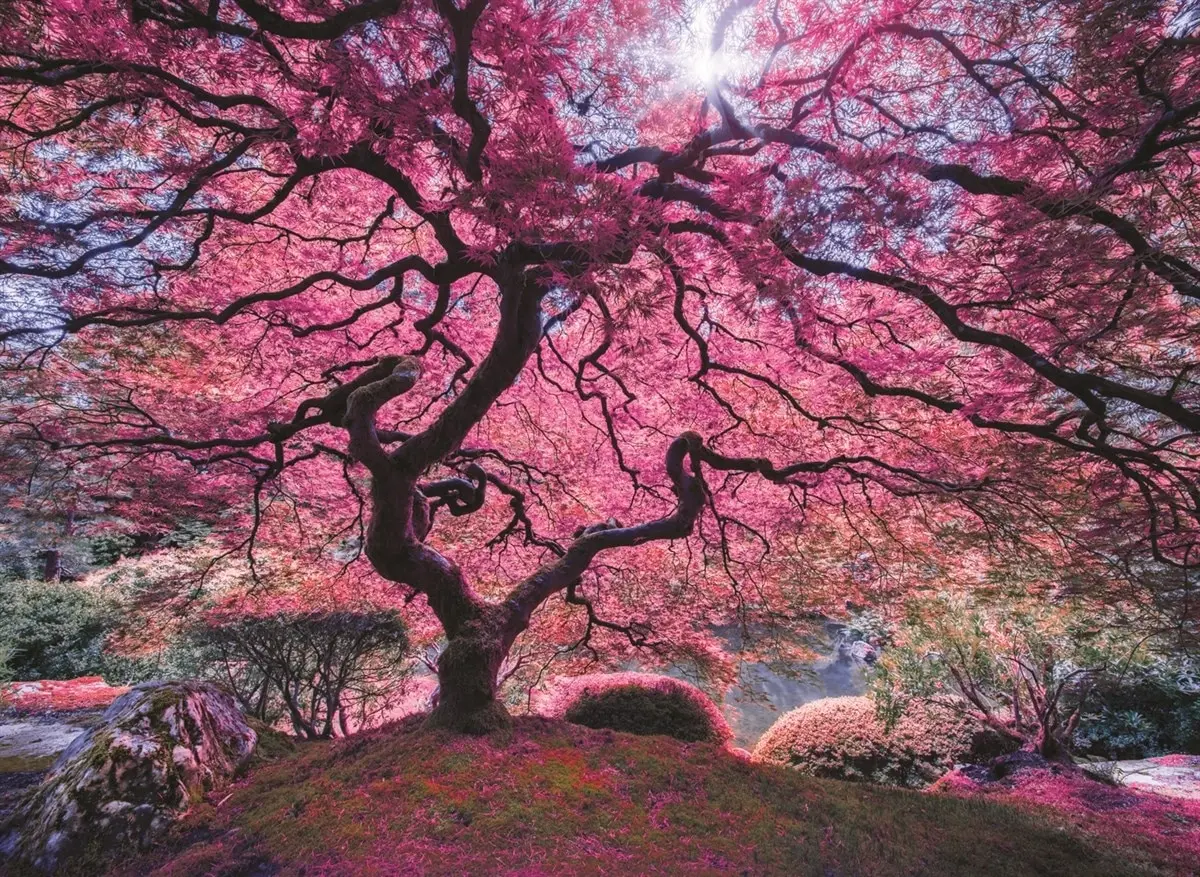 At Jigsaw Puzzle 1000 Pcs Pink Tree For Adult&Kids Toy Educational Entertaintment Landscape Fun Nature Games
At Jigsaw Puzzle 1000 Pcs Pink Tree For Adult&Kids Toy Educational Entertaintment Landscape Fun Nature Games