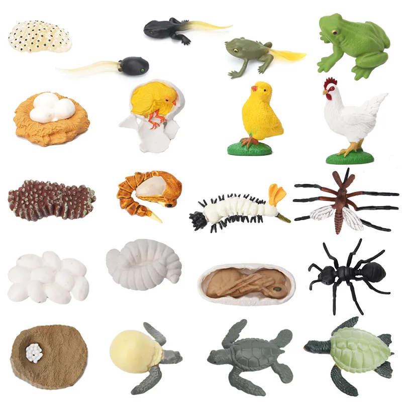 Simulated Animal Growing Process Model Frog Mosquito Ant Oceans Turtle Growth Cycle Children Education Toy
Simulated Animal Growing Process Model Frog Mosquito Ant Oceans Turtle Growth Cycle Children Education Toy