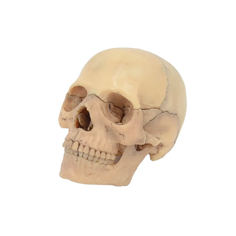 Череп в сборе модель человеческого черепа основной цвет съемные 15 частей |