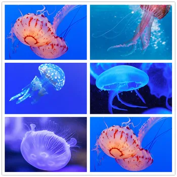Diamond Painting Partial Nouveaute Special Shaped Diamond Embroidery Animal Jellyfish 5D Diamond Painting Mosaic New Arrivals
Diamond Painting Partial Nouveaute Special Shaped Diamond Embroidery Animal Jellyfish 5D Diamond Painting Mosaic New Arrivals