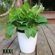 1*Outer Pot 1* Inner Pot 1*Cotton Rope For Lazy Flower Pot Flowerpot Imitation Porcelain Series Plastic Self Watering Pot
1*Outer Pot 1* Inner Pot 1*Cotton Rope For Lazy Flower Pot Flowerpot Imitation Porcelain Series Plastic Self Watering Pot
