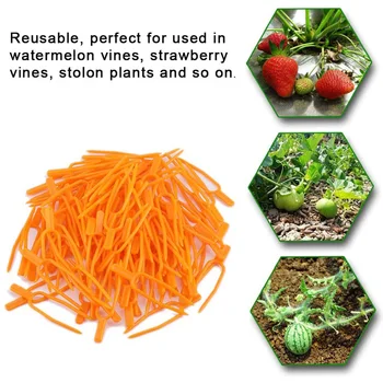 200PCS Garden Tools Plant Clips Stolons Fixing Fixture Fastening Fork Clamp PP 200pcs Fork Clips Garden Tools Reusable 
200PCS Garden Tools Plant Clips Stolons Fixing Fixture Fastening Fork Clamp PP 200pcs Fork Clips Garden Tools Reusable