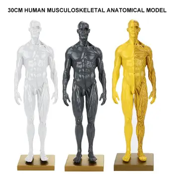 Resin Male Body Model Anatomical Model Anthropometric Dummy Visual Skeleton Sculpture Engraving Durable Manual Anatomy Muscle
Resin Male Body Model Anatomical Model Anthropometric Dummy Visual Skeleton Sculpture Engraving Durable Manual Anatomy Muscle