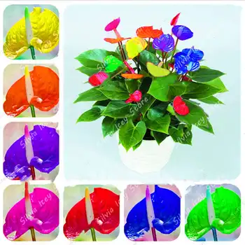 200 Pcs Mixed Anthurium 
200 Pcs Mixed Anthurium