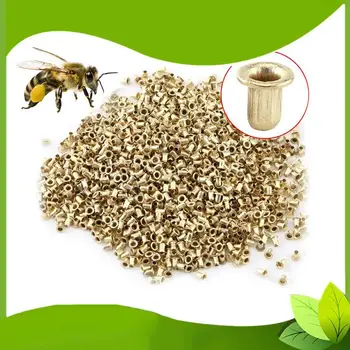 1000Pcs/Set Beehive Eyelet Bees Threading Hole Box Foundation Beekeeping Tools Easy to Use Durable Mini Size Bee Combo Tool
1000Pcs/Set Beehive Eyelet Bees Threading Hole Box Foundation Beekeeping Tools Easy to Use Durable Mini Size Bee Combo Tool