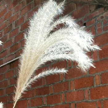 Home deco dried natural phragmites flowers small pampas grass bouquets natural dried reed flowers bouquets Pink 
Home deco dried natural phragmites flowers small pampas grass bouquets natural dried reed flowers bouquets Pink