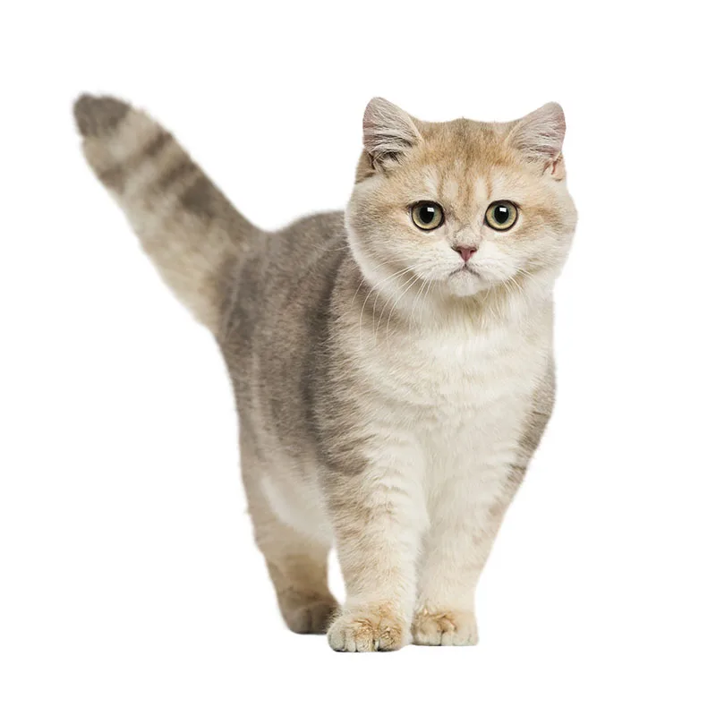 Фото Наклейки на стену Three Ratels QC494 в английском стиле с коротким воздушным котом
