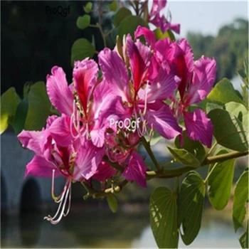 Ngryise 500pcs Bauhinia blakeana
Ngryise 500pcs Bauhinia blakeana